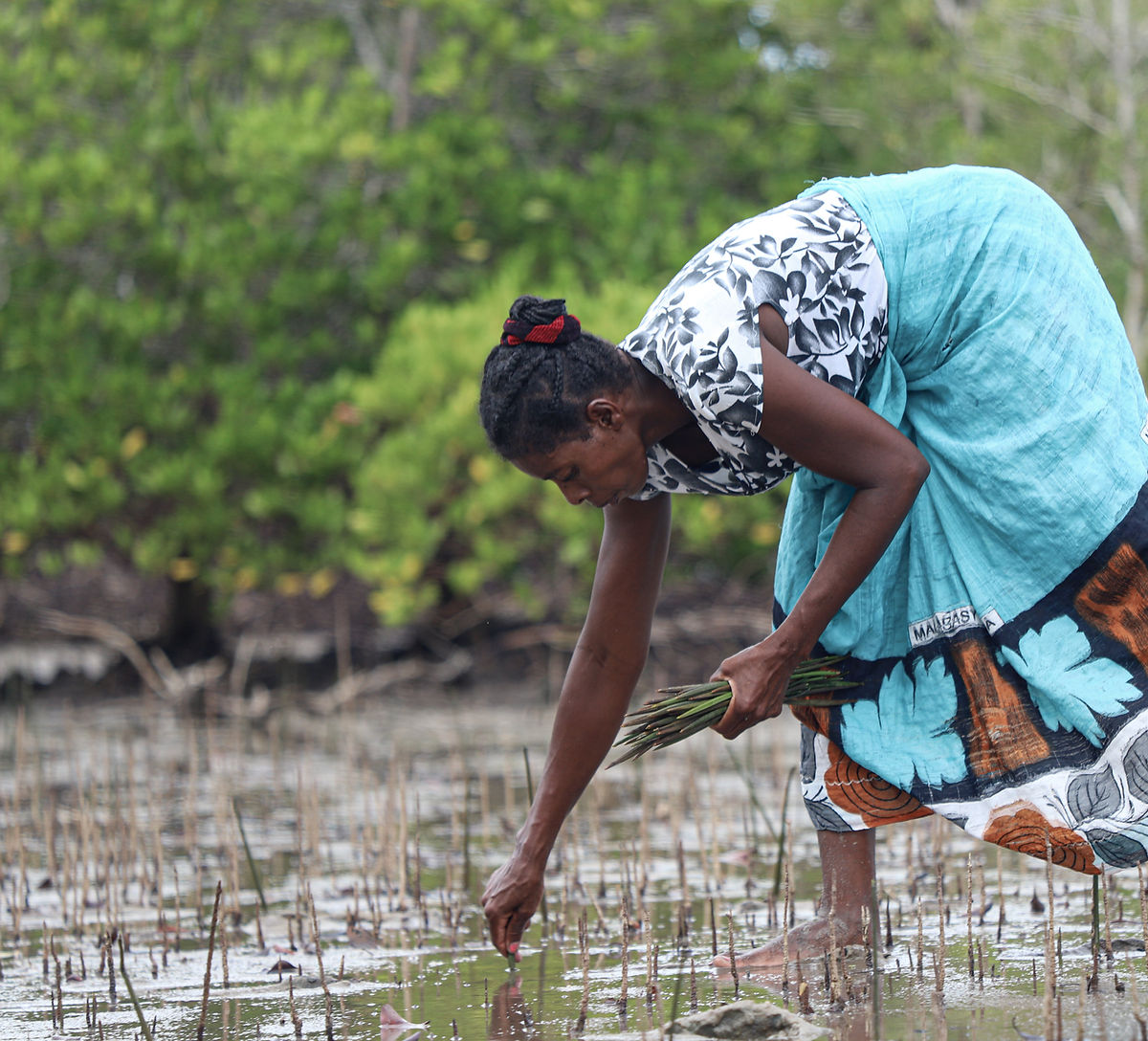 Plantation de Mangroves